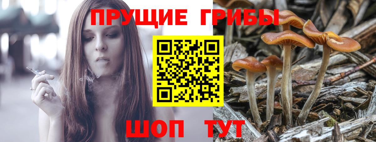 Галлюциногенные грибы прущие грибы  Галлюциногенные грибы Cubensis  Клинцы  Вход с VPN 